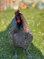 Freilandeier von glücklichen Hühnern Bayern - Oerlenbach Vorschau