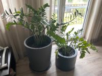 2x Glücksfeder Zamioculcas Zimmerpflanze Palmfarngewächs Hessen - Lampertheim Vorschau