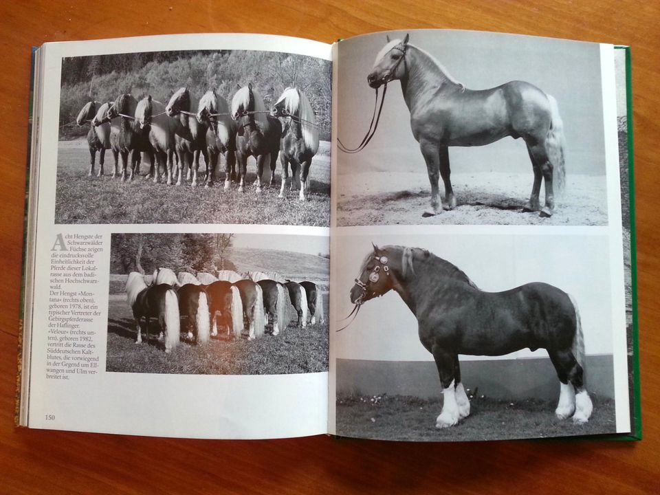 Pferdezucht in Marbach * Hengste Warmblut Araber Trakehner FOTOS in Duisburg