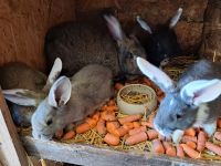 Kaninchen Deutsche Riesen jungetiere Böcke zu verkaufen Niedersachsen - Varel Vorschau