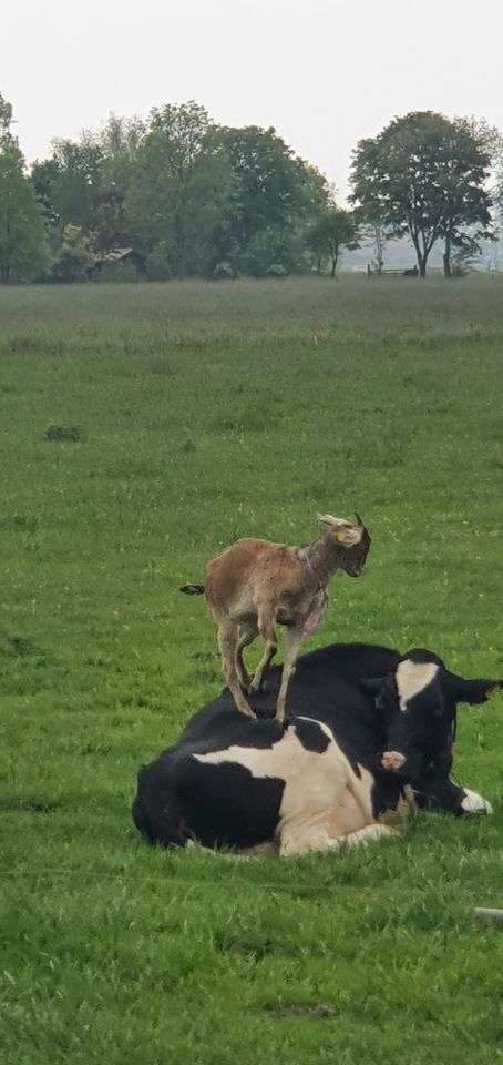 Erholung auf dem Land mit Hund *noch freie Termine im Sommer* in Nordenham