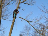 Baumfällung, -kontrolle, -pflege, Spezialfällung, Baum fällen Hansestadt Demmin - Demmin Vorschau