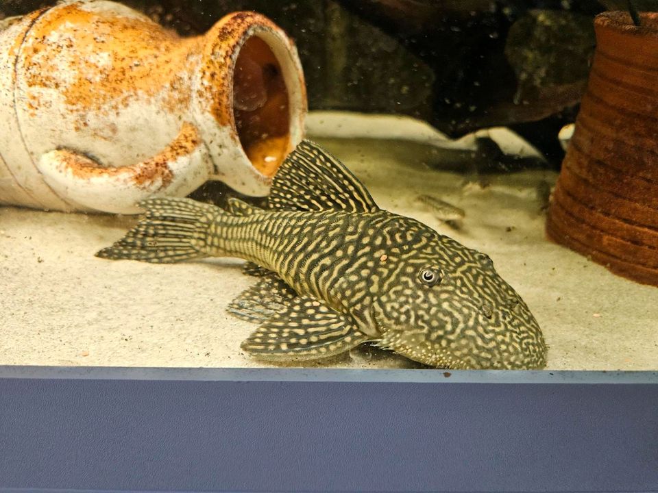 Aquarium L Wels Pseudancistrus Genisetiger, selten,3 Stück in Bargteheide