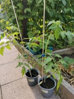 Tomaten, Tomatenpflanze bis 10 Sorten Köln - Kalk Vorschau