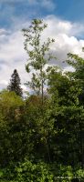 Silberweide Salix Alba ca 5m Nordrhein-Westfalen - Solingen Vorschau