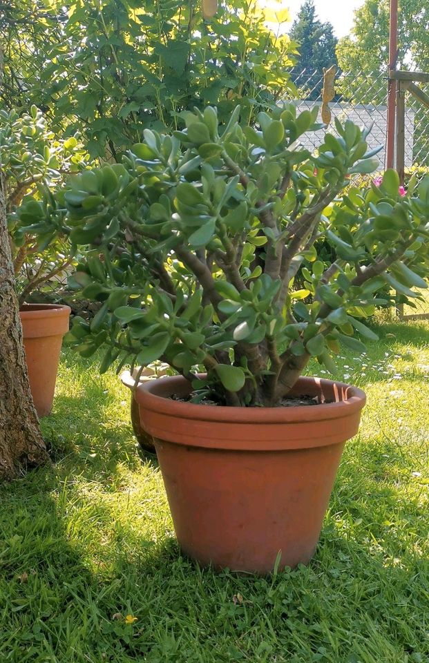 Crassula ovata Geldbaum Glücksbaum in Jülich