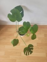 Monstera Pflanze Bremen - Walle Vorschau