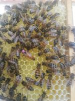 Bienenkönigin Buckfast F1 begattet oder unbegattet Baden-Württemberg - Niefern-Öschelbronn Vorschau