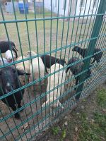 Schafe zu  verkaufen Bayern - Cham Vorschau
