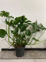 Monstera deliciosa 100cm Fensterblatt Nordrhein-Westfalen - Simmerath Vorschau