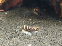 Raubschnecke (Clea helena) - 5 Stk. / 2€ Bayern - Egweil Vorschau