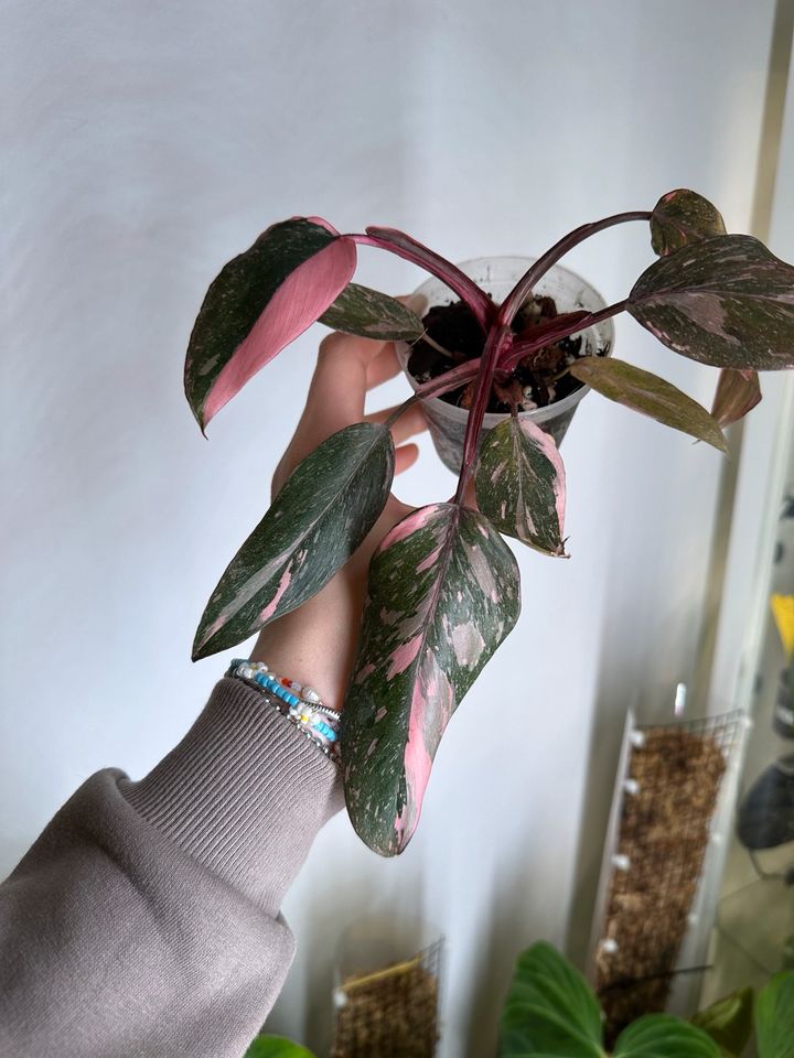 Philodendron Pink Princess Marble in Hamburg
