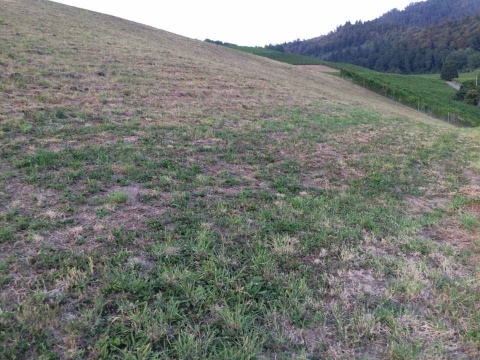 Grün- & Gartenpflege | Mäharbeiten | Rodungsarbeiten in Baden-Baden