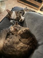 Liebevolles Zuhause für Katzenpaar gesucht Nordrhein-Westfalen - Sonsbeck Vorschau