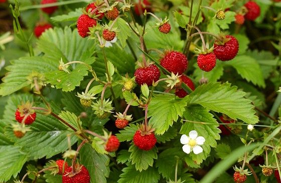 Nascherdbeeren * die kleinen Walderdbeeren * Oregano* BIOgarten * in Stade