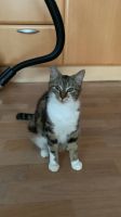 Katze vermisst Bayern - Landau a d Isar Vorschau