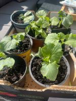 Gurkenpflanze Gurken Setzlinge kleine Salat Gurken Nordrhein-Westfalen - Gelsenkirchen Vorschau
