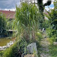 Chinaschilf 2m ++, Wurzelballen/Ableger, für Sonne und Schatten Baden-Württemberg - Überlingen Vorschau