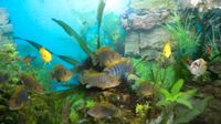 Aquarium Barsche Labidochromis Hongi Stk. ab 2,50€ ,1 in Gelb 15€ Niedersachsen - Langlingen Vorschau