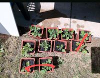 Ich verkaufe Tomaten  pflanzen und eisbergsalat   Stück 2€t Hessen - Limeshain Vorschau