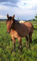 Quarter Horse Hengst, Dun / Falbe, 2 Jahre Rheinland-Pfalz - Waxweiler Vorschau