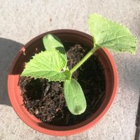 Gemüsepflanze Mini Melone Nordrhein-Westfalen - Hamm Vorschau