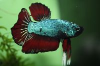 Betta splendens hmpk Männchen, Kampffisch Bayern - Langenfeld Vorschau