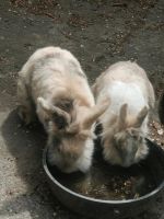 2 goldige Kaninchen in liebevolle Hände abzugeben Niedersachsen - Westoverledingen Vorschau