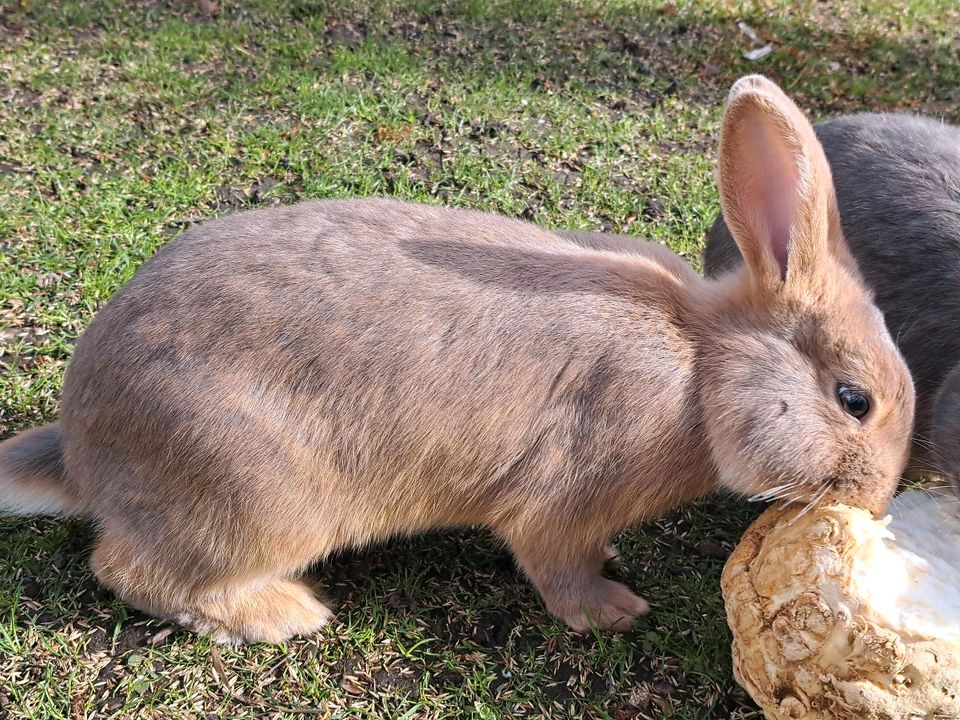 Kaninchen - kastriert & geimpft in Leipzig