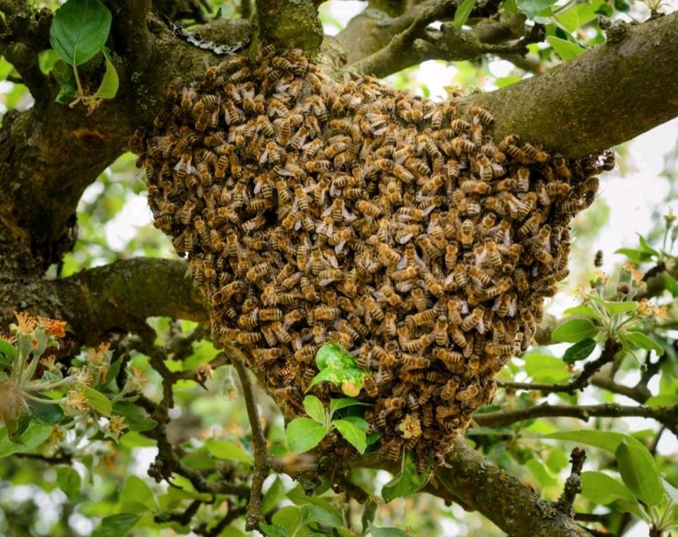 Bienenschwarmfänger Neustadt + Umgebung in Neustadt an der Weinstraße