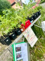 Tomatenpflanzen (ca. 30 Sorten) - Selbstbedienung Thüringen - Weimar Vorschau