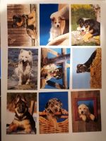 69x Postkarten Tiere und mehr Hessen - Wiesbaden Vorschau