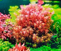 Rotala Blood Red Singapore 10 Stängel Rheinland-Pfalz - Trier Vorschau