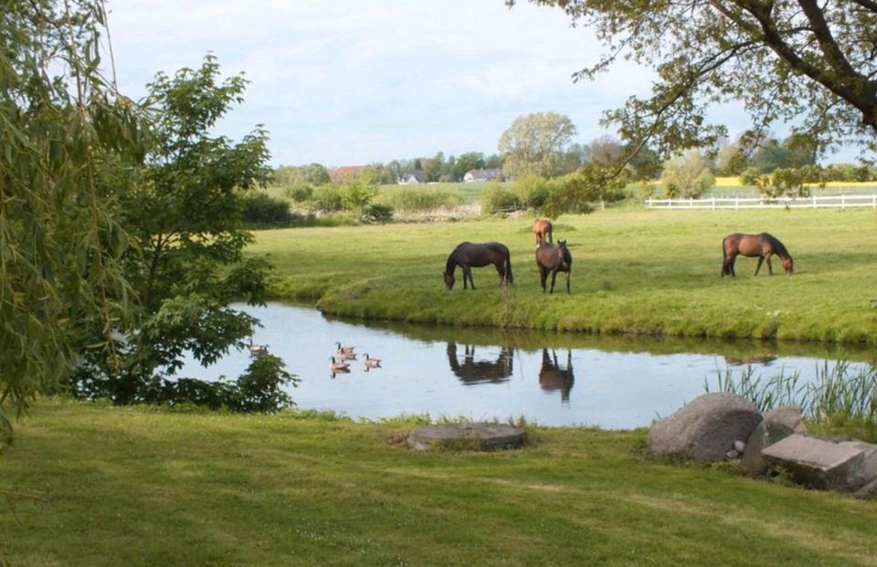 Freie Paddockboxen, Pferd, Boxen, Reitstall in Gremersdorf