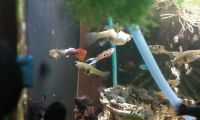 Hübsche Aquarium guppys! Nordrhein-Westfalen - Lippstadt Vorschau