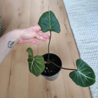 Kleiner Philodendron Gloriosum Nordrhein-Westfalen - Hagen Vorschau