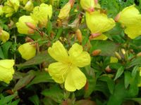 Duft-Nachtkerze Oenothera rotblättrig Naturgarten Heilpflanze Hessen - Liebenau Vorschau