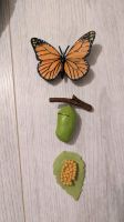 Lebenszyklus Tiere Entwicklung Schmetterling Nordrhein-Westfalen - Oberhausen Vorschau