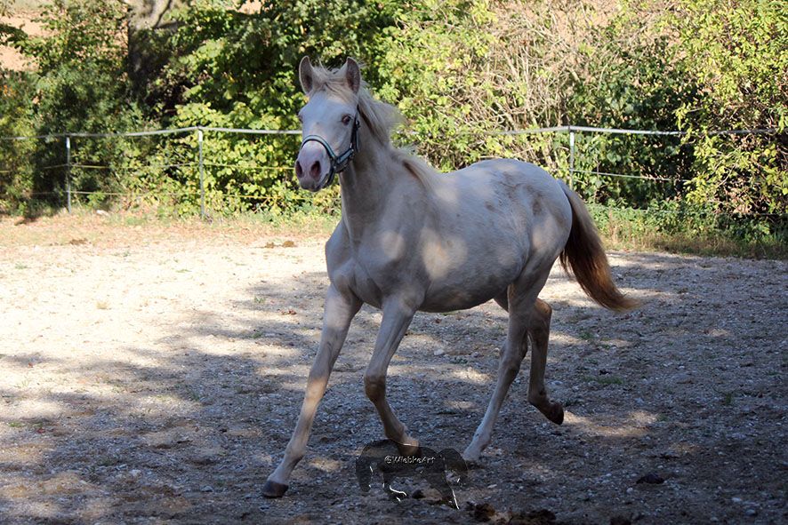 PRE Andalusier Spanier Jährlingsstute, cremello, perlino in Gottfrieding