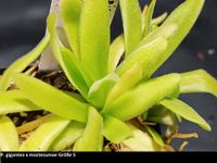 Pinguicula (Karnivoren, Fettkraut) Update 28. April Nordrhein-Westfalen - Hilden Vorschau