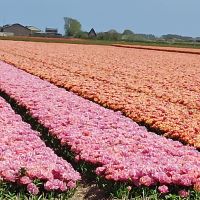 Ferienhaus Nordholland Julianadorp Hessen - Dornburg Vorschau