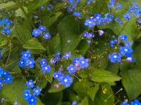 Tausche Pflanzen: Vergissmeinnicht Schlüsselblumen Josta Geranium Au i.d.Hallertau - Au Vorschau