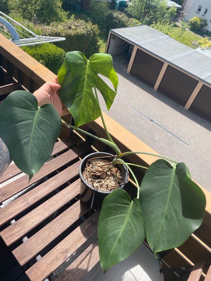 Monstera deliciosa tricolor variegata green mutterpflanze in Stuttgart