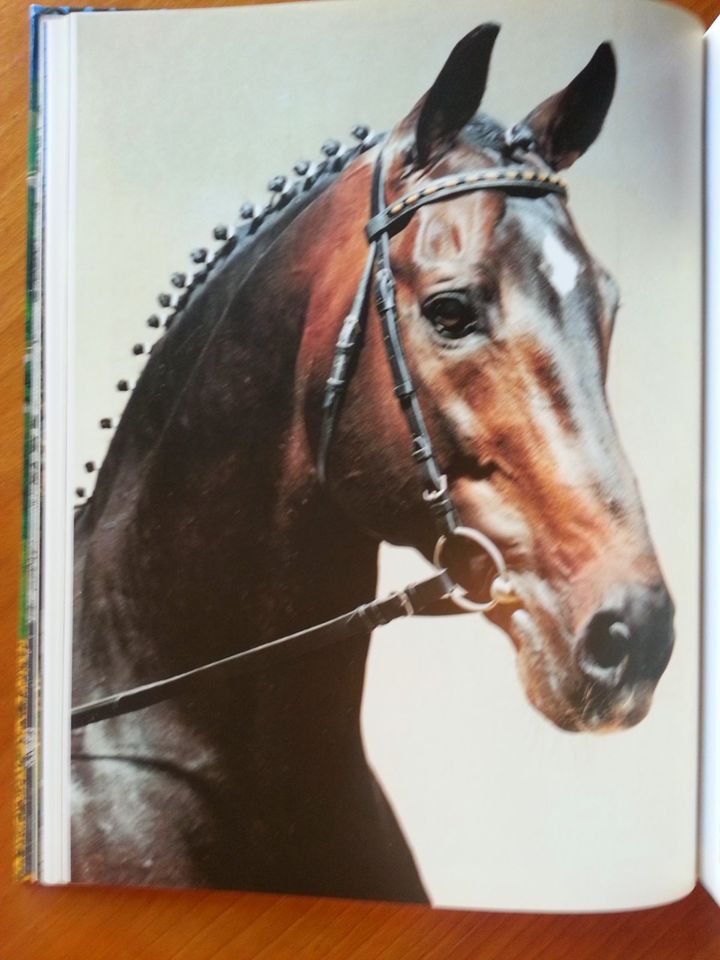 Pferdezucht in Marbach * Hengste Warmblut Araber Trakehner FOTOS in Duisburg