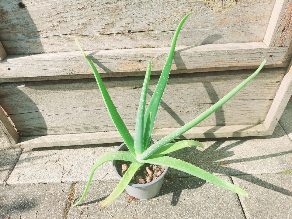 Aloe vera Sukkulente Zimmerpflanze in Essen