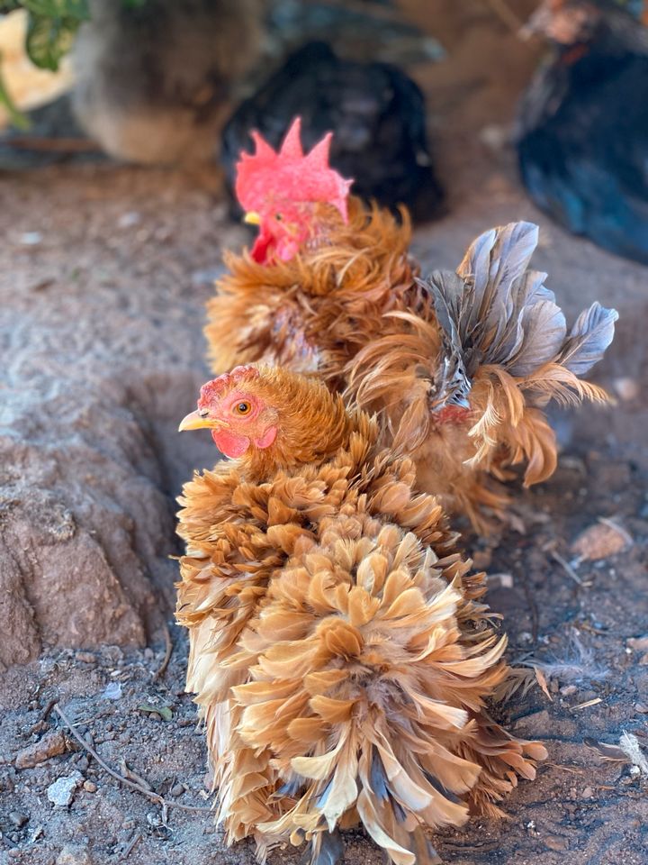 Bruteier Hühner Küken Buntleger Marans Orpington in Lemwerder