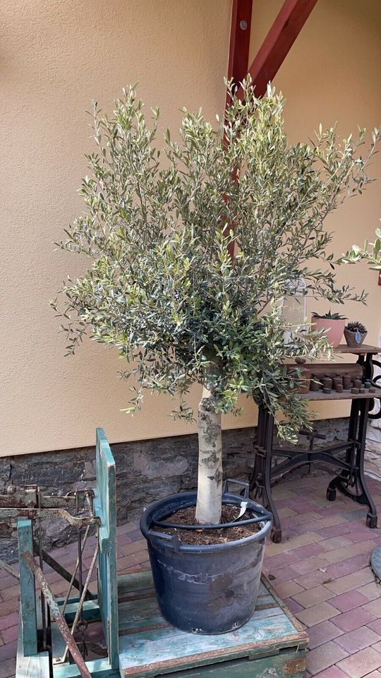 alte Olivenbäume, Olea europea, Ölbaum in Straußfurt