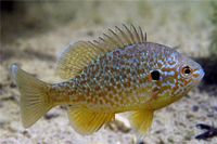 Fische abzugeben Saarland - Lebach Vorschau