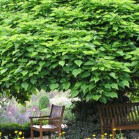 Trompetenbaum (Catalpa bignonioides) der Klimabaum Rheinland-Pfalz - Unnau Vorschau