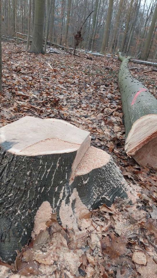 Baumfällung, Notdienst, Sturmschaden, Baumpflege, Baggerarbeiten in Euskirchen